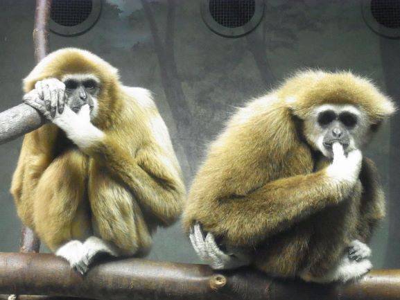 テナガザルの生活と私たちの暮らし ~国際テナガザルの日によせての写真
