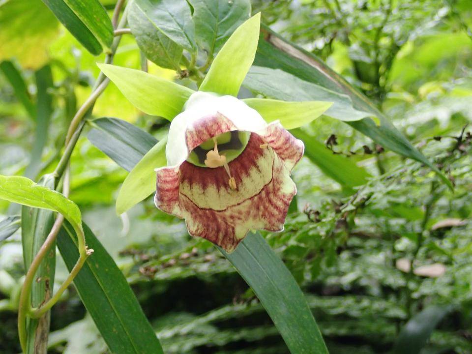 秋の花の写真
