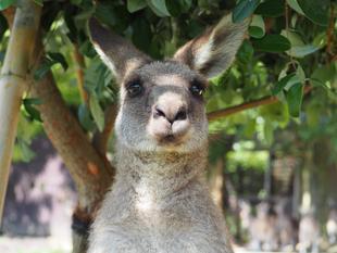 一緒にカンガルーの名前を覚えよう！！ ～⑧カエデ編～