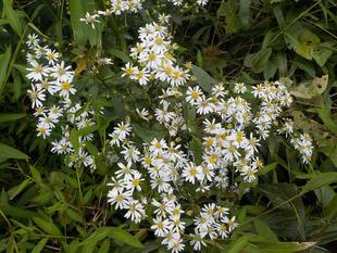 「秋の草花が咲く頃」