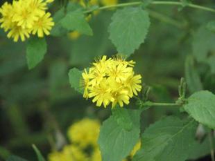 もうすぐ冬支度