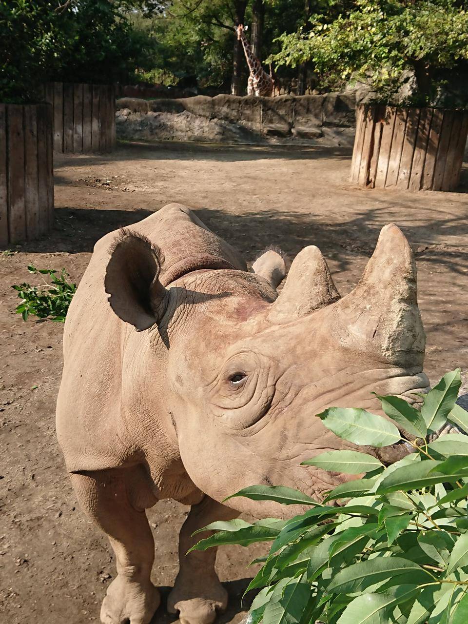 秋の動物観察の勧め~クロサイとキリン編の写真
