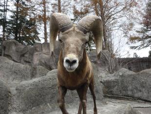 エビゾウ、ありがとう。