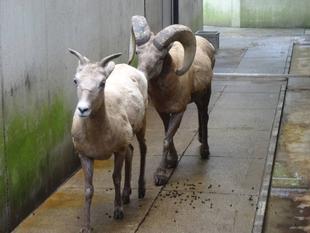 ヨッチャンがんばる