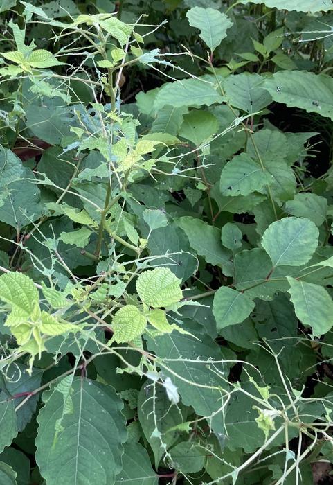 20201113ブログちっちゃな④'.jpgのサムネイル画像