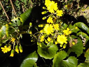 季節の花が見頃です