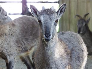 バーラル成長記録