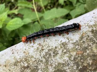 静かなる侵略者