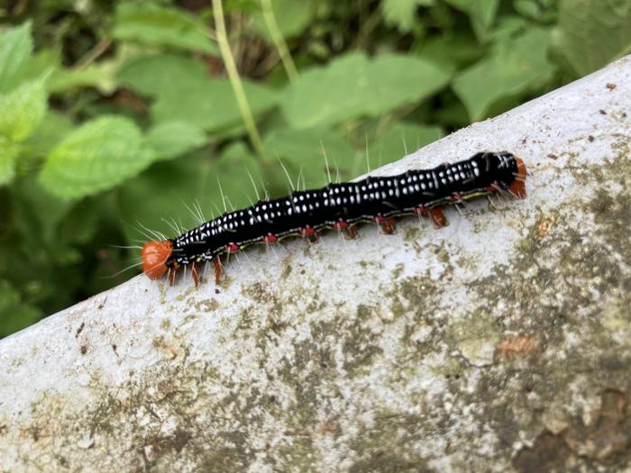 20201113ブログちっちゃな③.jpgのサムネイル画像