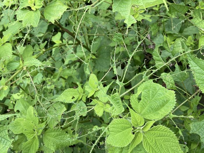 20201113ブログちっちゃな④.jpgのサムネイル画像