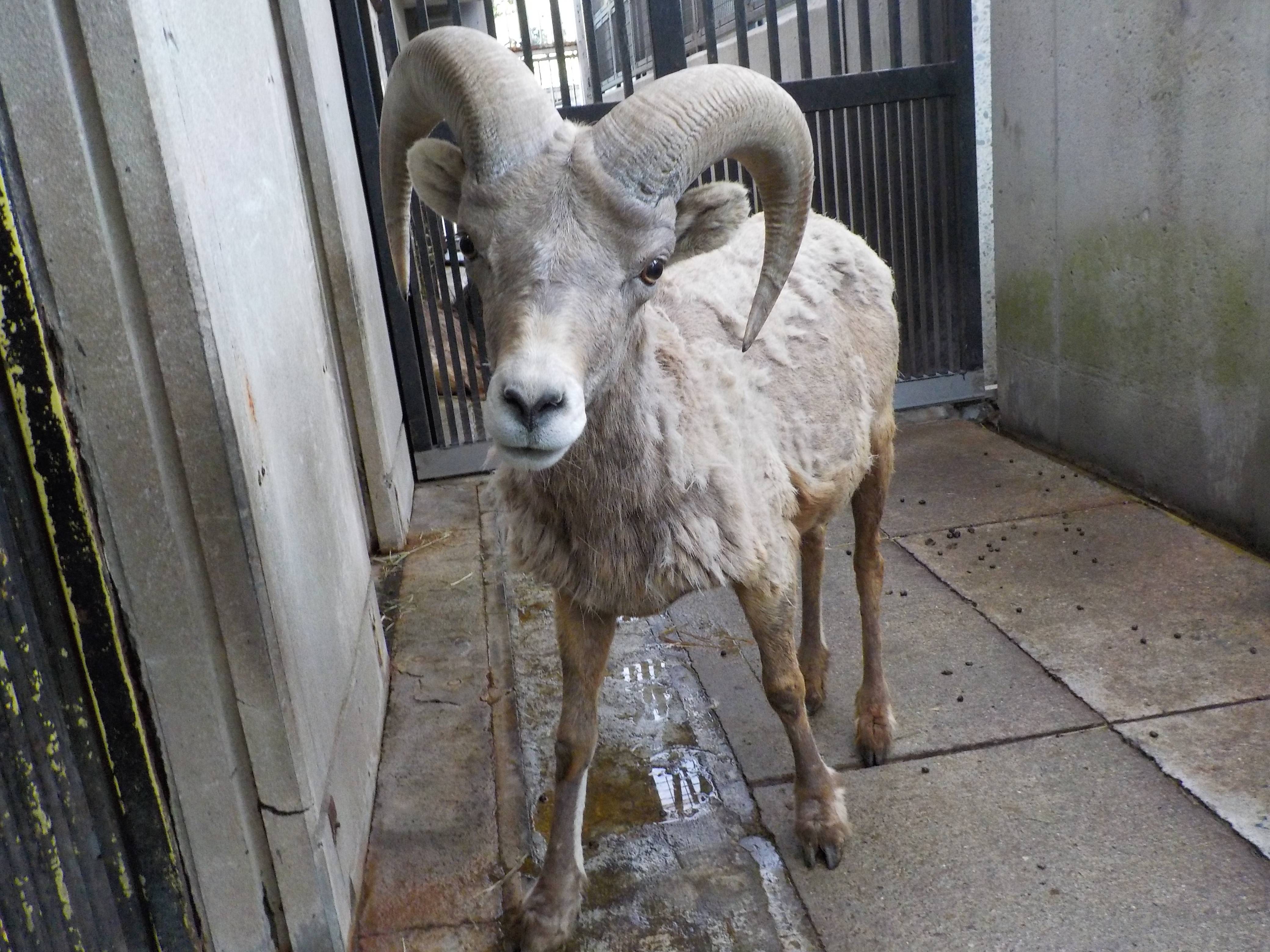 ボクは何歳でしょう オオきなツノのヒツジの日記 金沢動物園公式サイト 公益財団法人 横浜市緑の協会