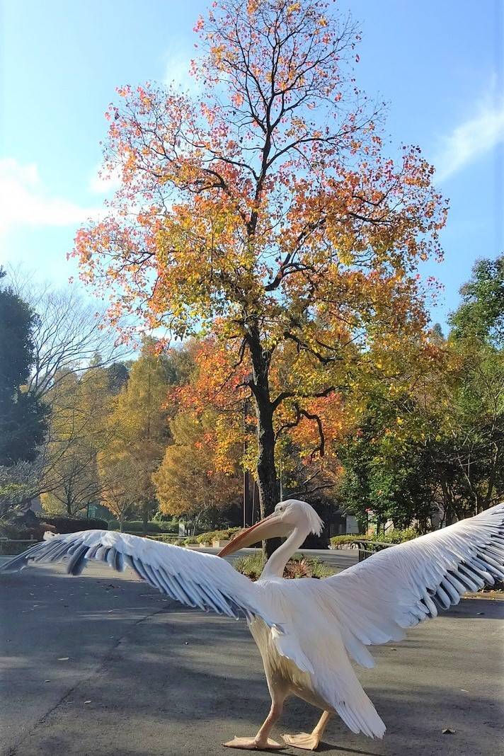 紅葉と動物たちの写真