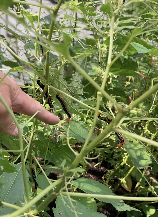 20201113ブログちっちゃな②.pngのサムネイル画像