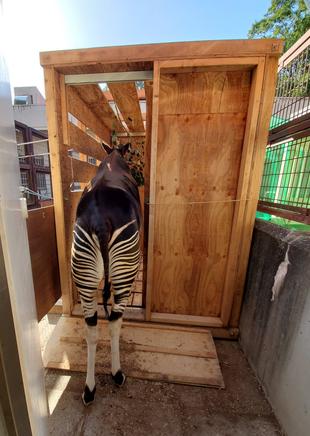 トトは上野動物園へ引っ越ししました