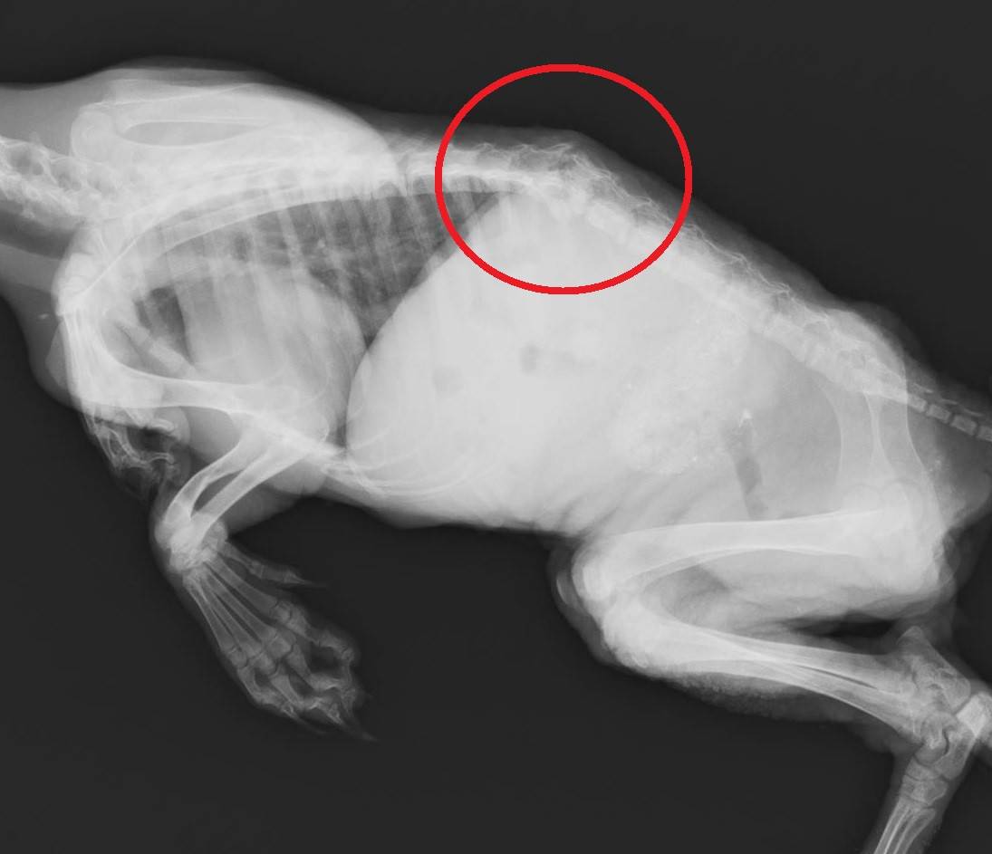 脊椎骨折のホンドタヌキの写真