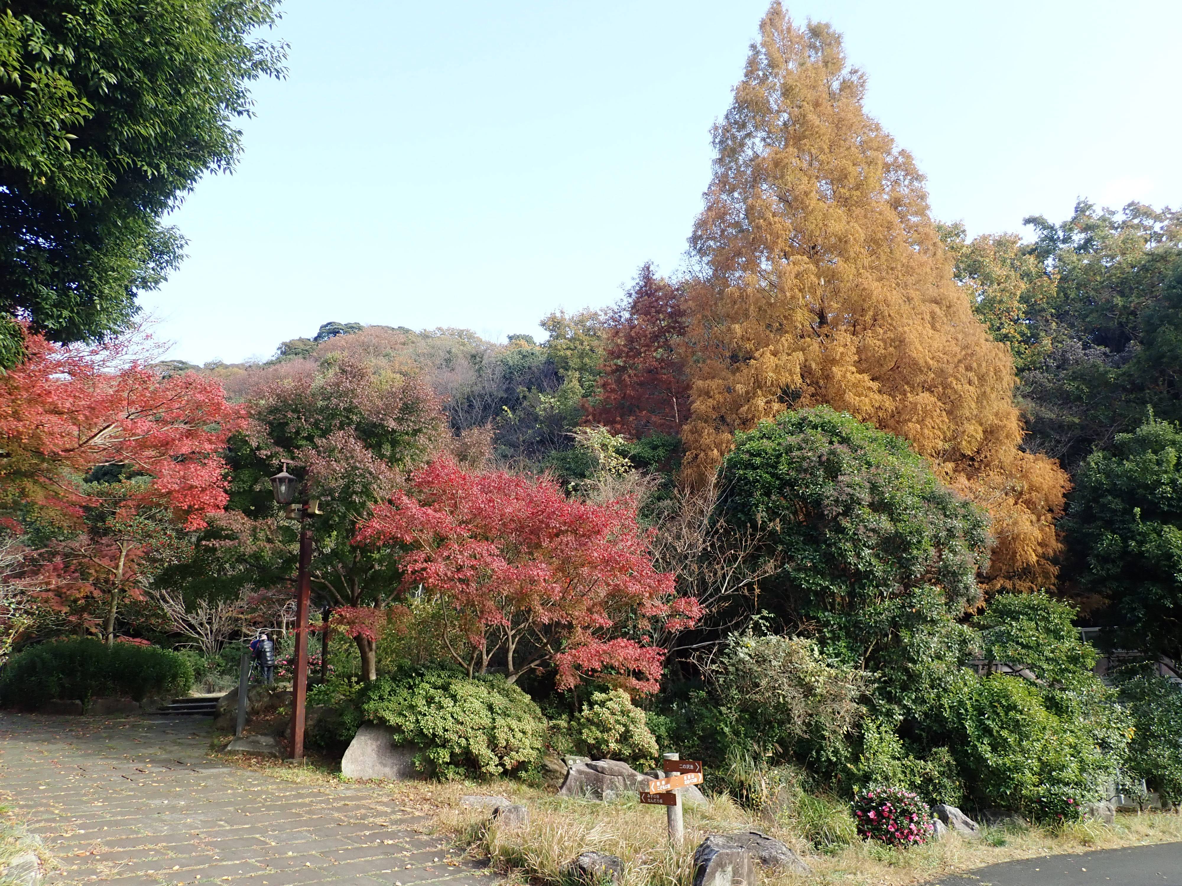 12月上旬 紅葉情報の写真