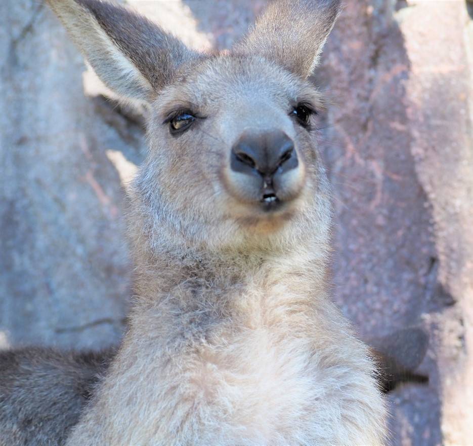 一緒にカンガルーの名前を覚えよう!! ~⑩ミクロ編~の写真