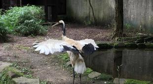 タンチョウの骨折
