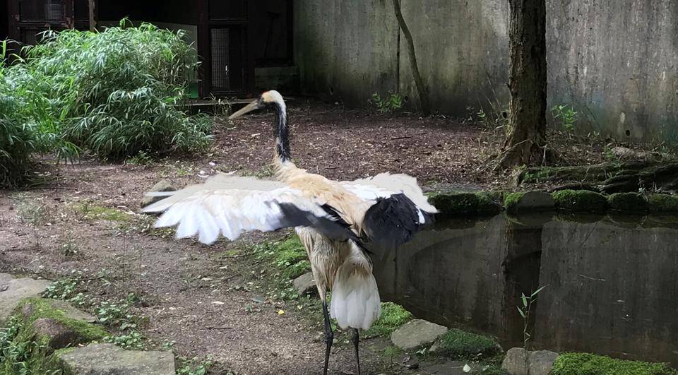 タンチョウの骨折の写真