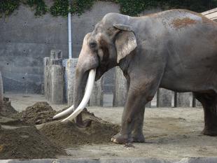 エンリッチメント大賞2020