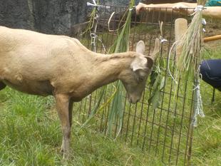 なにが好きなの？