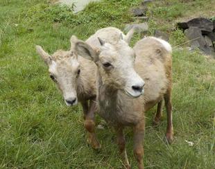 新米ママとベテランママ