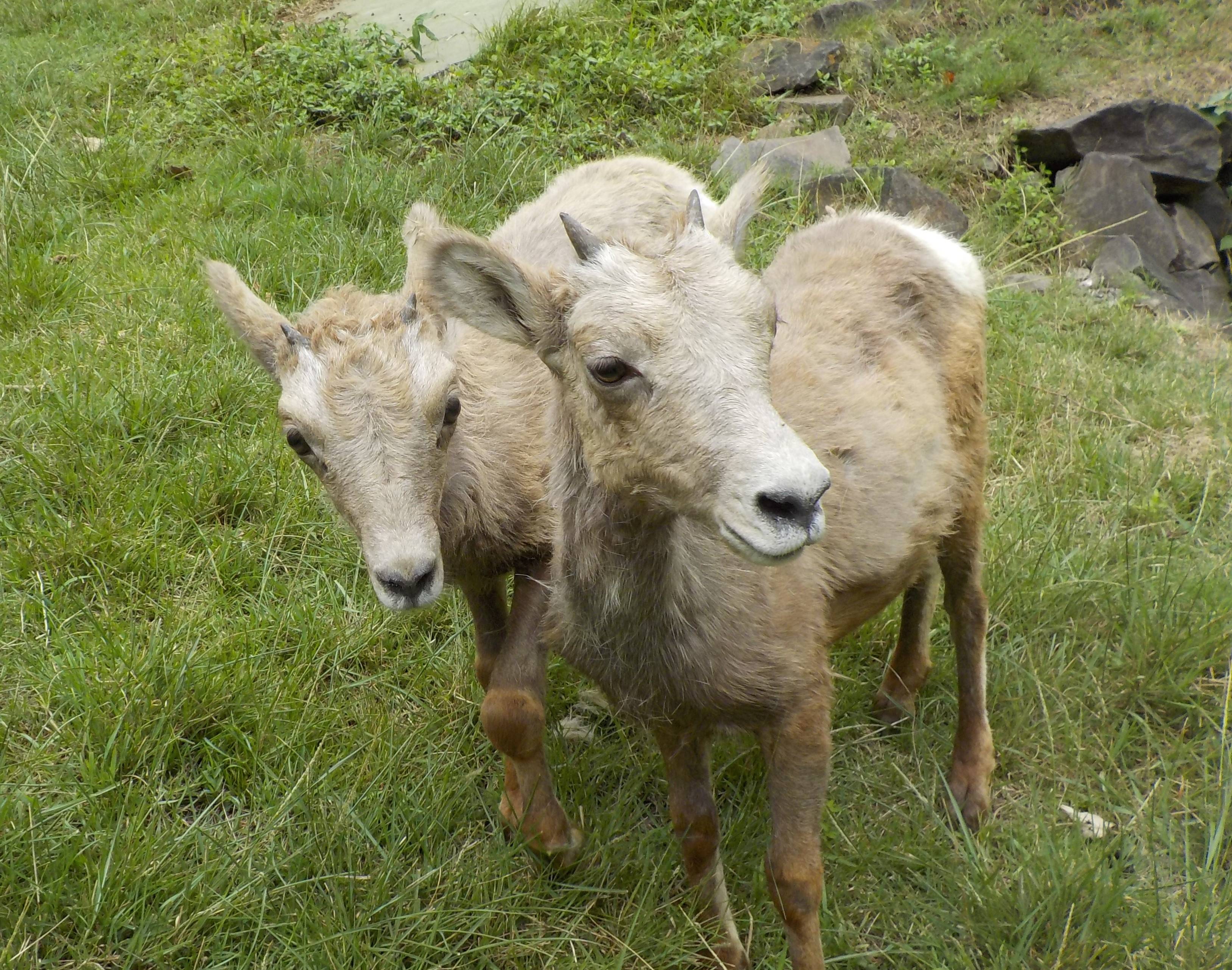 新米ママとベテランママの写真