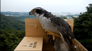 オオタカの肘関節脱臼 その後