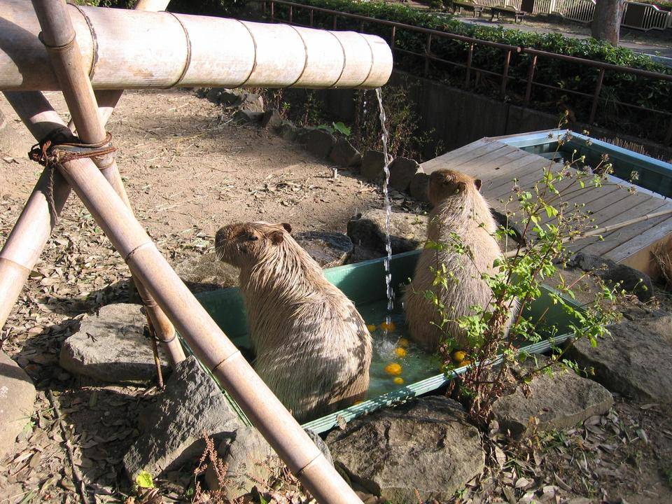 あ~いい湯だなの写真