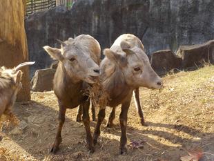 ソラのツノとタイヨウのツノ