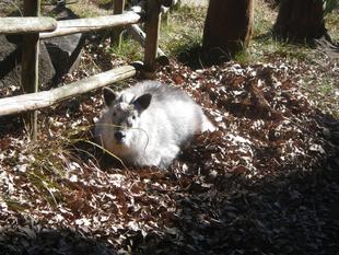 寒中お見舞い申し上げます。