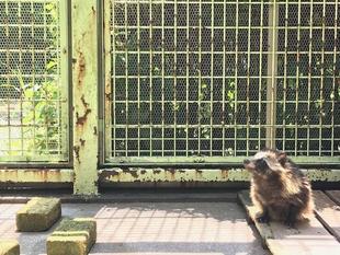 交通事故と動物のちょっとした話