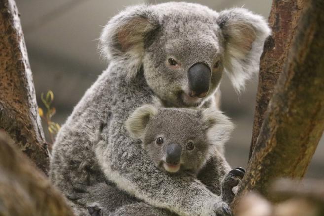 コアラ赤ちゃんの愛称が決定しました お知らせ 金沢動物園公式サイト 公益財団法人 横浜市緑の協会 コアラ赤ちゃんの愛称が決定しました お知らせ 金沢動物園公式サイト 公益財団法人 横浜市緑の協会