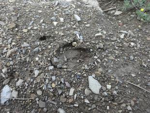 野生のオオツノヒツジに会いに！痕跡編