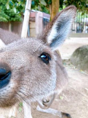 一緒にカンガルーの名前を覚えよう!! ~⑪ココ編~
