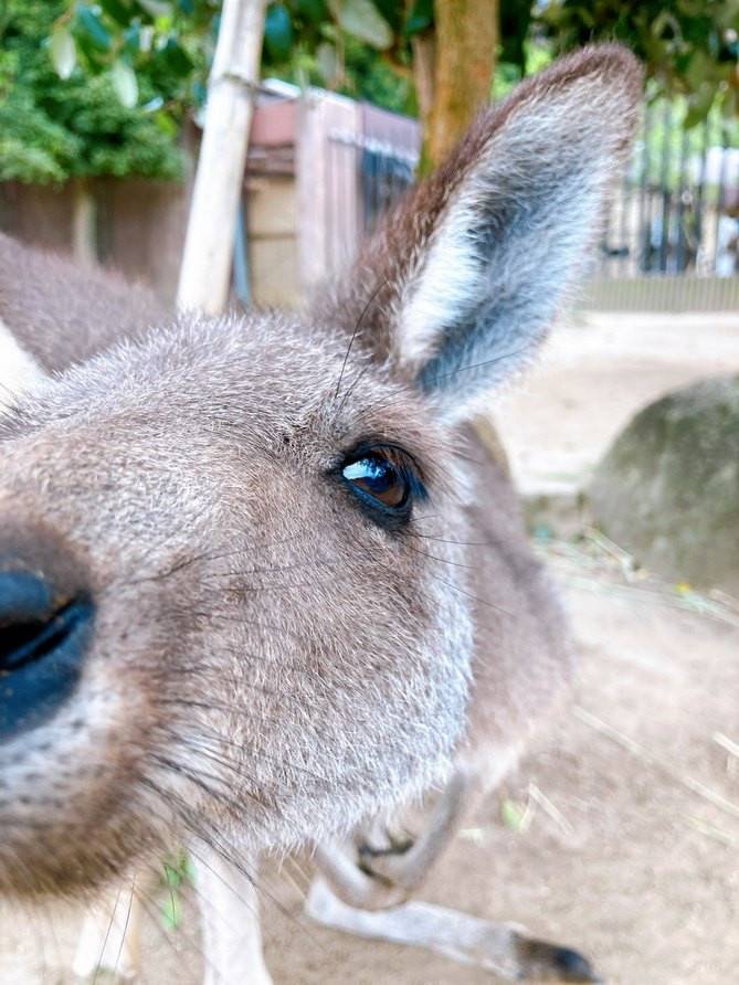 一緒にカンガルーの名前を覚えよう!! ~⑪ココ編~の写真