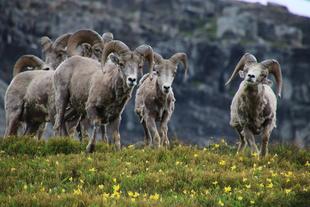 野生のオオツノヒツジに会いに！登場編