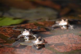 ヤマアカガエルはじまりました