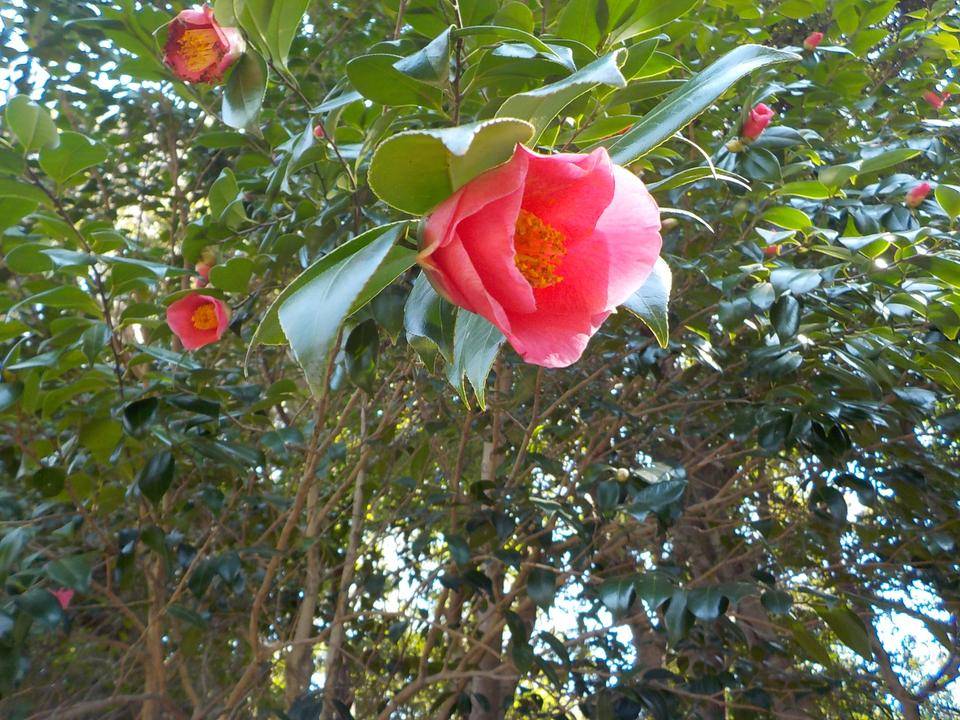 園内の花木類の開花状況をお知らせしますの写真