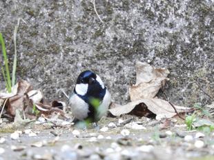 冬は鳥がおすすめ