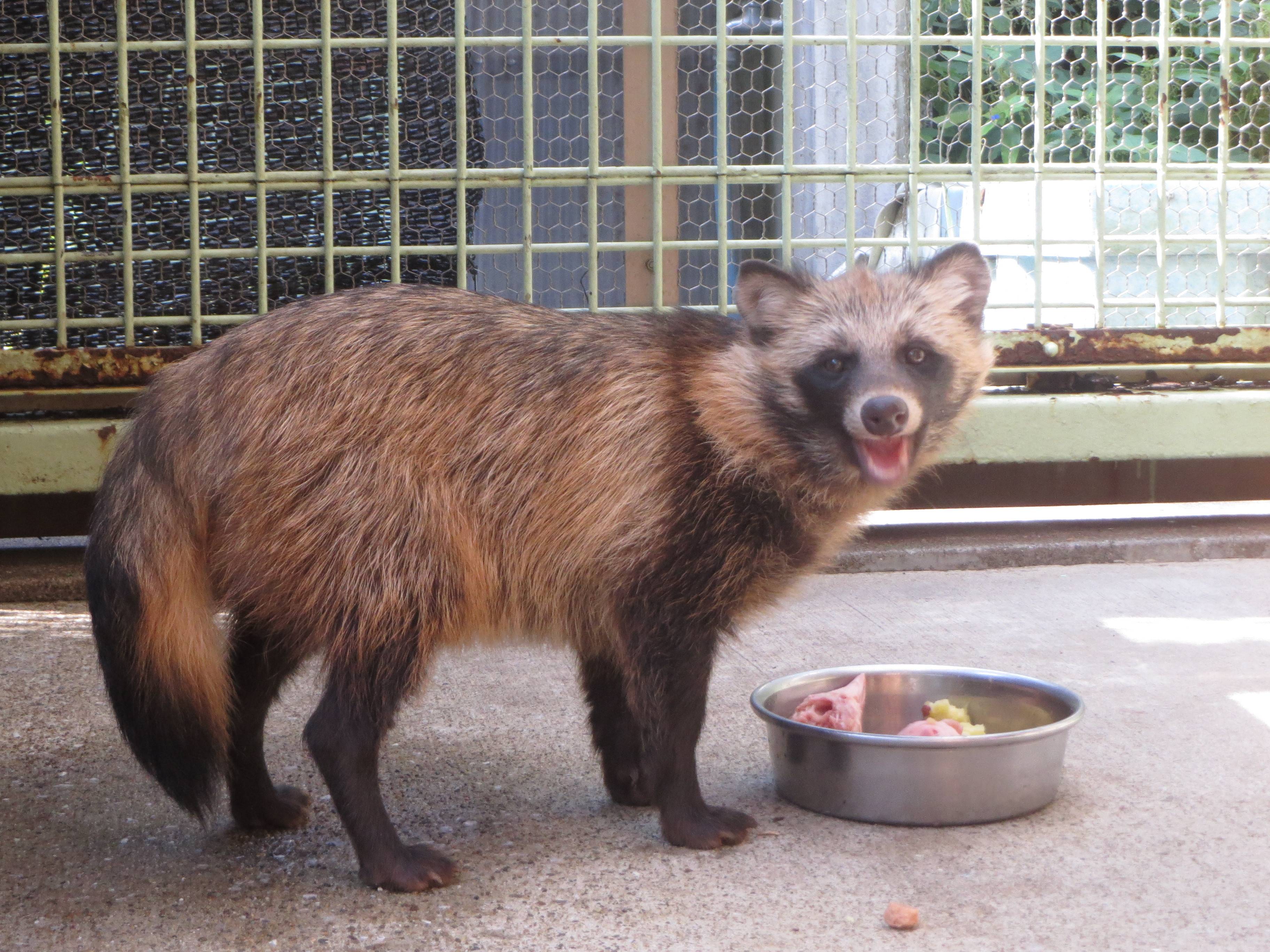 タヌキのエサメニュー こぼれ話 金沢動物園公式サイト 公益財団法人 横浜市緑の協会