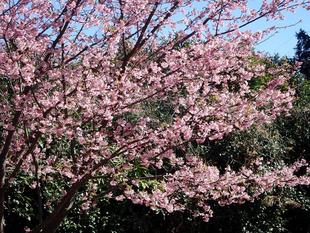 河津桜の開花状況