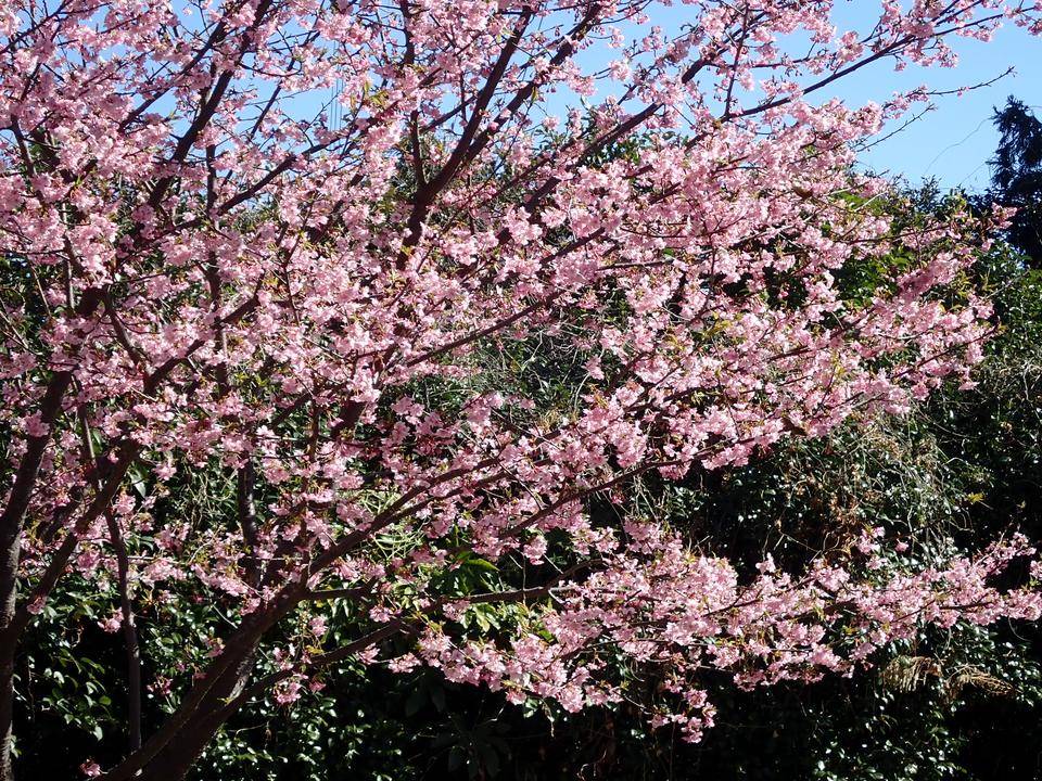 河津桜の開花状況の写真