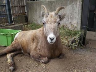 ハナちゃんの指定席