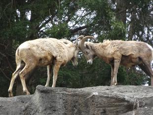 ツノ突きしても大丈夫！