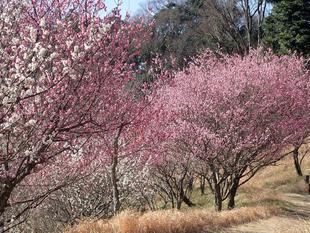 ウメの開花状況