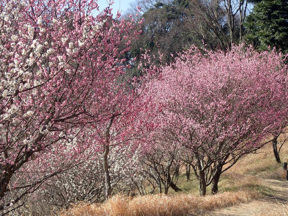 ウメの開花状況の写真