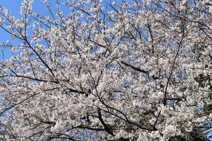 金沢動物園・金沢自然公園桜開花情報【3月27日号】