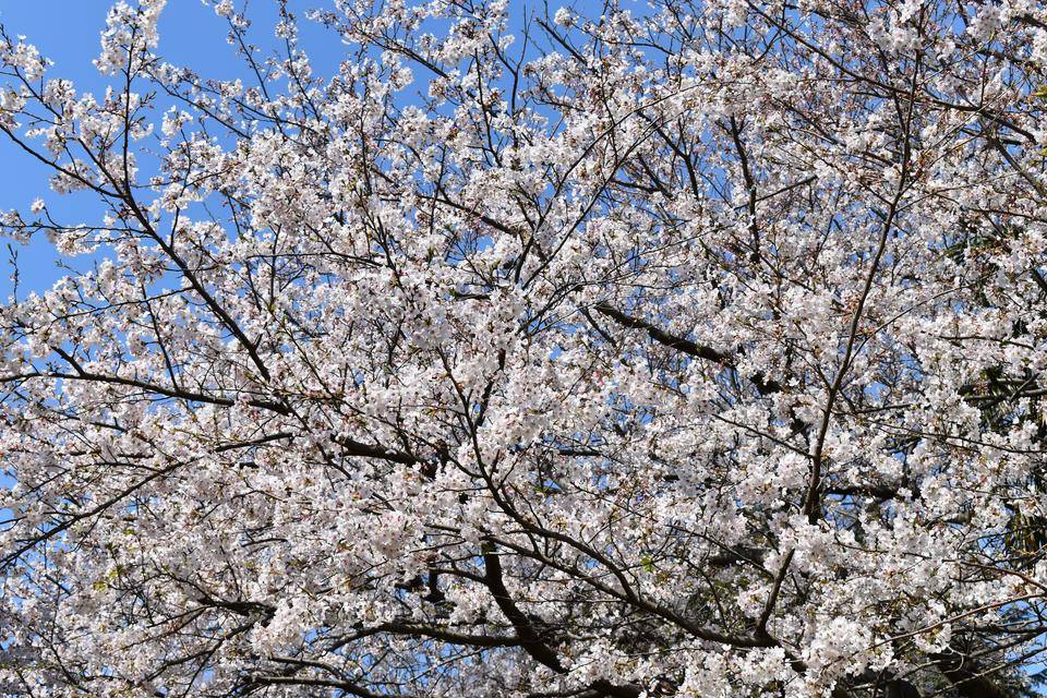 金沢動物園・金沢自然公園桜開花情報【3月27日号】の写真