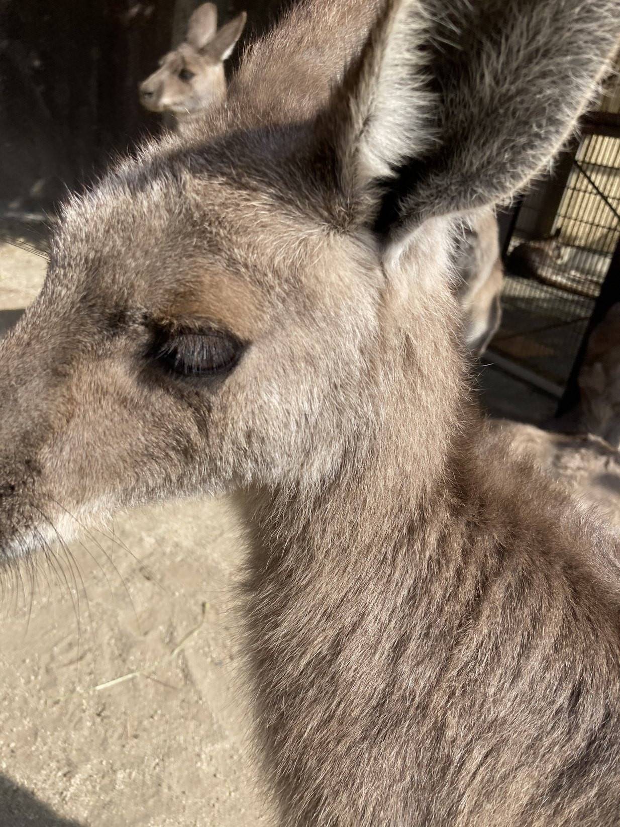 一緒にカンガルーの名前を覚えよう!! ~⑮ミラ編~の写真